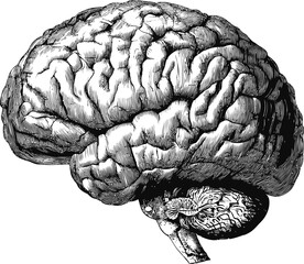 Fototapeta premium Detailed black and white illustration of a human brain cross-section drawing. Vector illustration