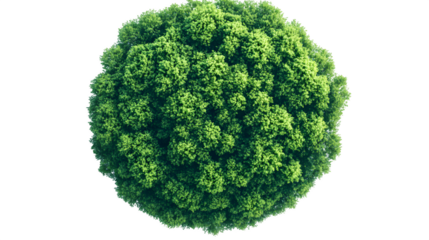 Top view of green tree canopy in circular frame, isolated on white background