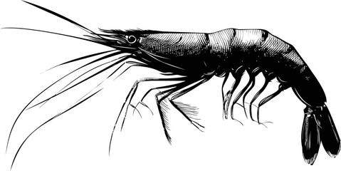 Detailed black and white illustration of a shrimp profile, line art style. Vector illustration