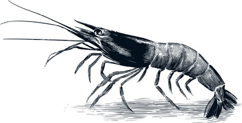 Detailed black and white illustration of a shrimp with intricate textures. Vector illustration