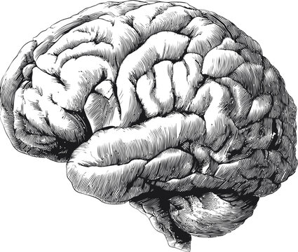 Detailed black and white illustration of a human brain, conceptual art design. Vector illustration