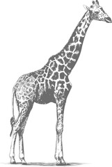 Naklejka premium Giraffe side profile with detailed spots in black and white sketch art style. Vector illustration