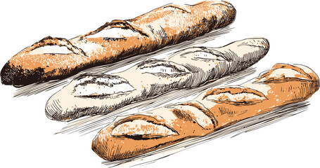 Illustration of three baguettes with crusty texture in detailed line art. Vector illustration