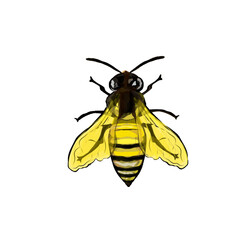 illustration of a bee without background