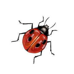 ladybird vector illustration without background