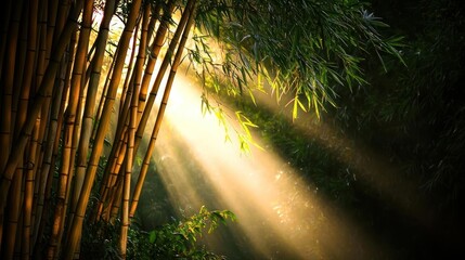 Sunlight streams through bamboo forest