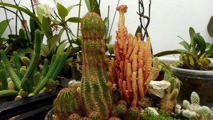 planta flor cacto - Cactus    
