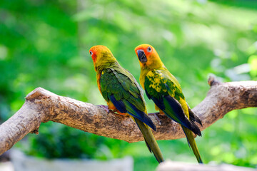 Two vibrant sun conure parrots perched on a tree branch in a lush green forest, showcasing their bright yellow, orange, and green feathers in natural sunlight.