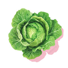 Obraz premium a realistic illustration of a fresh green lettuce head. showcasing its vibrant leaves and intricate textures the background is a soft pink. emphasizing the freshness and appeal of the vegetable. suita