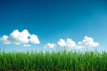 Grassy Field On A Sunny Day