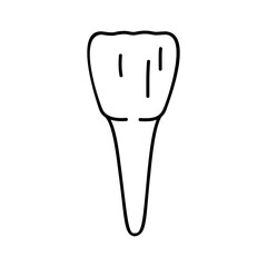 Incisor