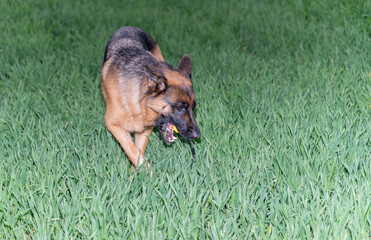 A German Shepherd Dog stands proudly amidst lush green grass under the night sky