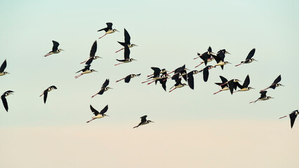 Southern Stilt, Himantopus melanurus in flight, Ansenuza National Park, Cordoba Province, Argentina