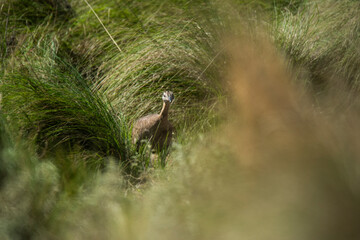 Spotted tinamou un grassland environment, La Pampa. Argentina