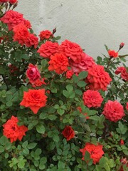 red roses in a garden