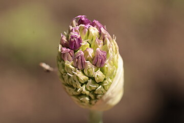 Obraz premium bud of a flower unopened garlic macro