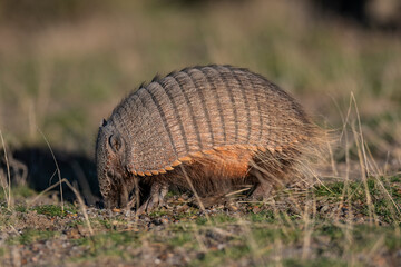 Hairy Armadillo, in grassland environment, Peninsula Valdes, Patagonia, Argentina