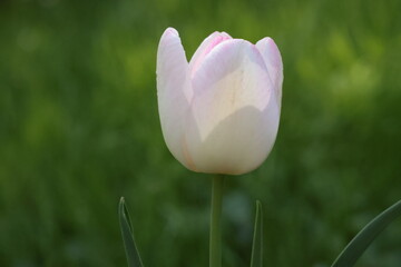white tulips in the garden on the green background