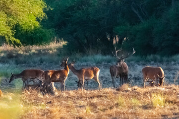 Red deer, Male roaring in La Pampa, Argentina, Parque Luro, Nature Reserve