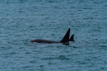 Killer Whale, Orca, hunting a sea lions , Peninsula Valdes, Patagonia Argentina