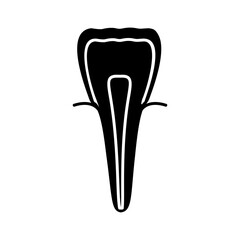 Incisor