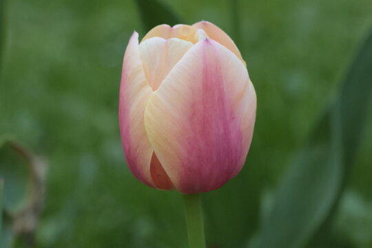 pink tulip in the morning on the green background