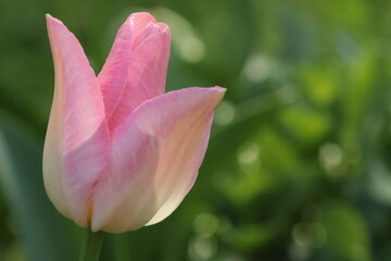 pink tulip in the garden on the blurry background