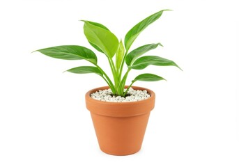 Purchase peace lily plant potted for sale home decor and gifts now