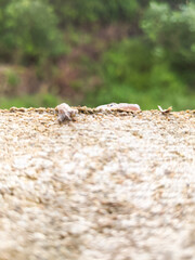 A gecko stuck to the wall of the house