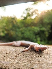 A dead lizard on the wall