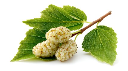 Fresh white mulberry fruit with leaves, perfect for nature or healthy food visuals, shown against a bright white backdrop to highlight its freshness