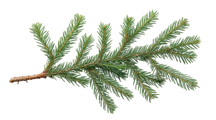 a close-up view of a green spruce branch. showcasing its needle-like leaves and natural texture against a white background educational purposes. nature-themed designs. or holiday decorations