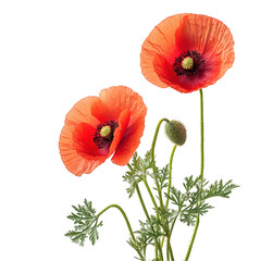 Obraz premium two vibrant red poppy flowers with delicate petals and a contrasting dark center. accompanied by a green stem and leaves the bright colors and minimalistic white background create a striking visual. e