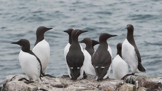 Guillemots on the Farne Islands, Northumberland