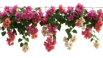 Fototapeta premium vibrant display of bougainvillea flowers in various shades. including pink. purple. and cream. cascading down with lush green leaves this arrangement is ideal for decorative purposes. enhancing garden