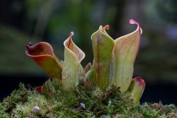 Carnivorous plants can trap insects or other small animals and digest them by secreting digestive juices. Such as pitcher plants and Venus flytraps
