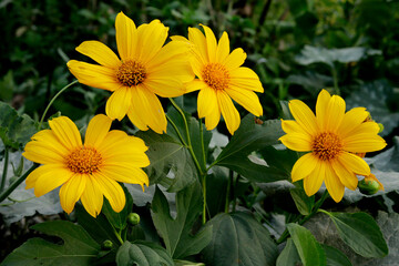yellow flowers in the garden