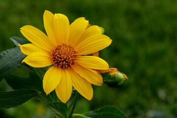 yellow flower on green background