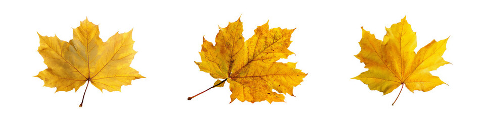 Fototapeta premium Nature set autumn leaves collection