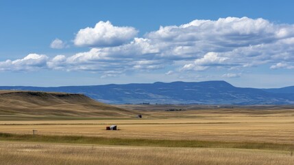 Obraz premium Abundant golden crop sun-drenched field a-4 - picturesque sunny summertime