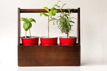 Basil, Mint, and Rosemary Herbs in a Wood Box