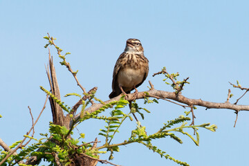 Alouette bourdonnante,.Amirafra rufocinnamomea, Flappet Lark