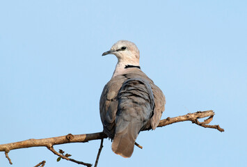 Tourterelle du Cap,.Streptopelia capicola, Ring necked Dove