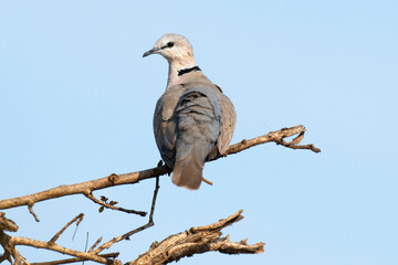 Tourterelle du Cap,.Streptopelia capicola, Ring necked Dove