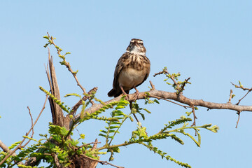 Alouette bourdonnante,.Amirafra rufocinnamomea, Flappet Lark