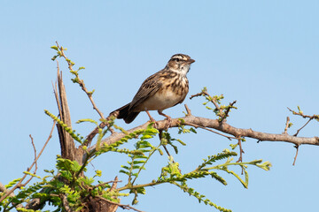 Alouette bourdonnante,.Amirafra rufocinnamomea, Flappet Lark