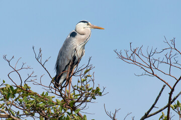 Héron cendré, Ardea cinerea, Grey Heron