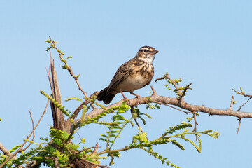 Alouette bourdonnante,.Amirafra rufocinnamomea, Flappet Lark