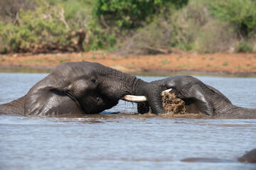 Éléphant d'Afrique, Loxodonta africana, Parc national Kruger, Afrique du Sud