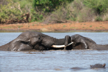Éléphant d'Afrique, Loxodonta africana, Parc national Kruger, Afrique du Sud
